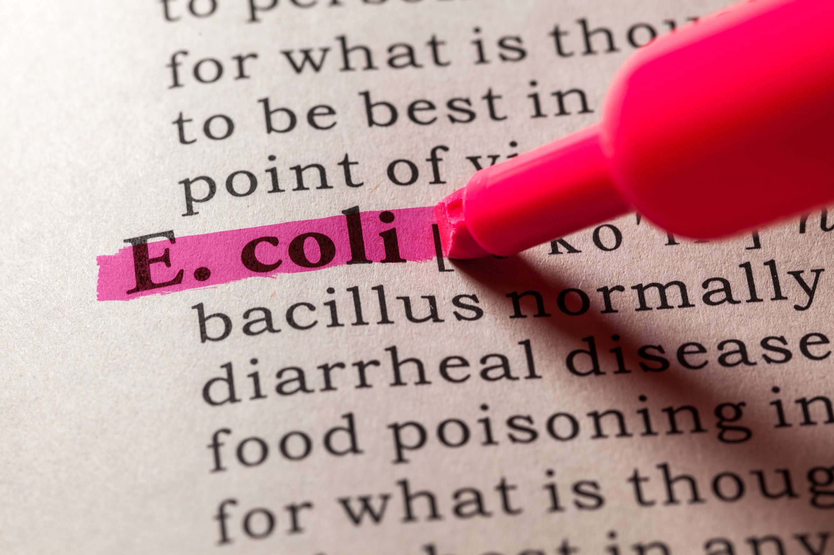 What is E.coli and Why Do We Test for It?