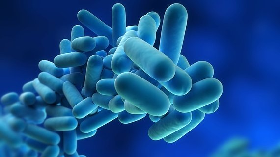 legionella-bacteria